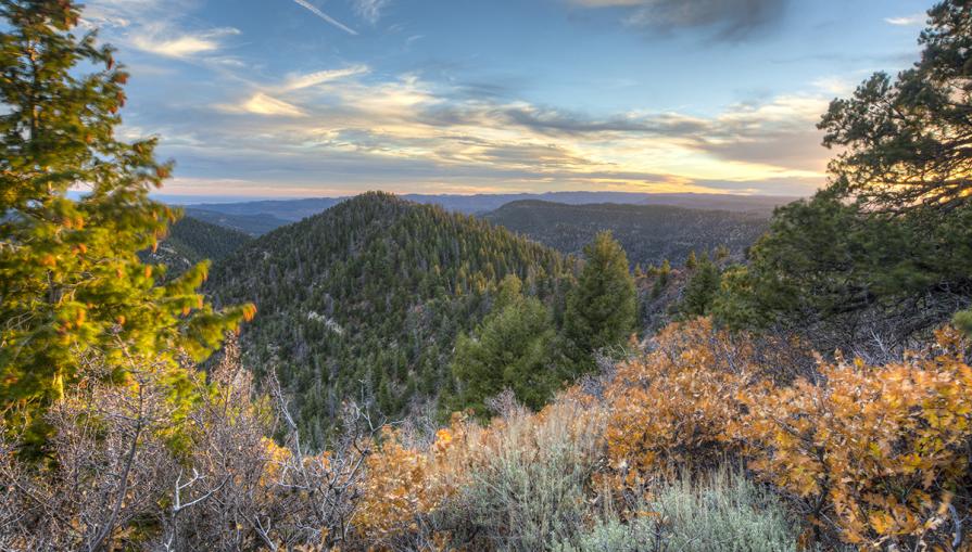 A view between bushes and tress of the rolling Book Cliff landscape