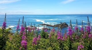 Photo of summer wildflowers blooming at Yaquina Head Outstanding Natural Area on the Oregon coast.