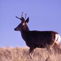 Meer deer