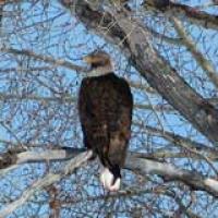 Close-up of a bald eagle in a tree.
