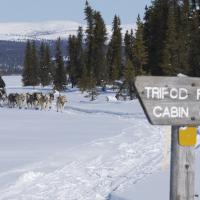 Dog musher and team on Iditarod Trail near Tripod Flats Public Shelter Cabin