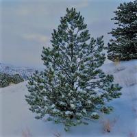 Uncut Christmas tree in the snowy forest