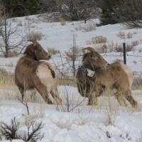 two bighorn sheep looking backwards in the snow