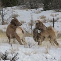 big horn sheep stand in snow covered field