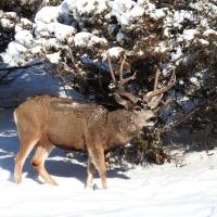 Photo of a mule deer buck in the snow