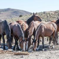 Several wild horses trying to drink from a puddle. 