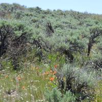 An area of diverse sagebrush with sage of varying heights and understory with native grasses and forbs