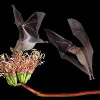 Two bats in flight at night, one with its nose in a flower