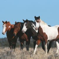 Four horses on the range. 