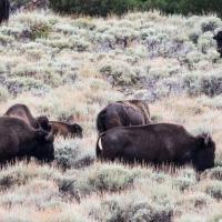 7 Bison grazing in a field