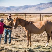 Two people in pen with horse. 