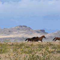 Wild horses on the Cedar Mountain Herd Management Area. 