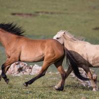 Wild horses running across an open field