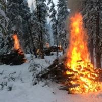 Several piles of woody debris burn with flames reaching up between snow covered spruce trees.