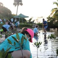 People plant mangroves in shallow water at the Jupiter Inlet Lighthouse Outstanding Natural Area