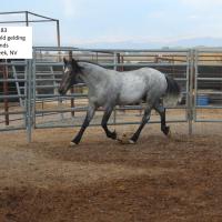 Wild horse gathered from Fish Creek HMA available for adoption