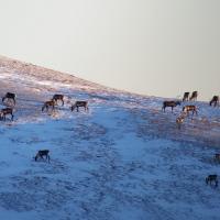 A group of about 20 caribou made up of bulls and cows, graze near the top of a snowy ridge.  