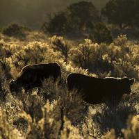 Cattle grazing on the range in the Rio Puerco Field Office.