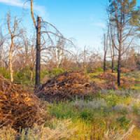 Burned trees surrounded by piles of brush. 