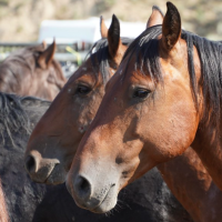 BLM Upcoming Wild Horse and Burro Adoptions