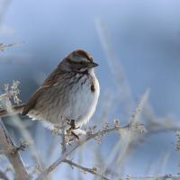 Song Sparrow sitting on a branch in the winter