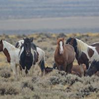 Group of wild gorses on prairie