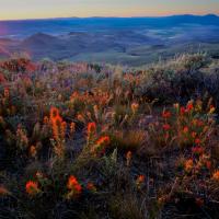 Colorful wildflowers in foreground with sunset and mountains in background