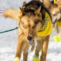 Sled dog pulling