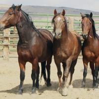 three brown horses in a corral