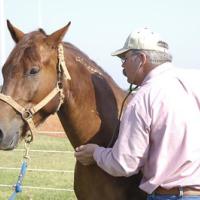 A veterinarian examines a freeze-branded horse.