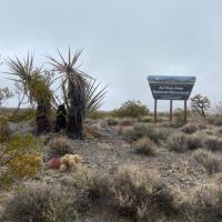 Newly established Avi Kwa Ame National Monument BLM Sign next two two Joshua Trees and other plants 