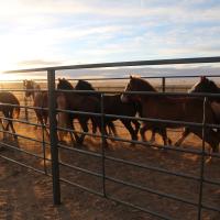 wild horses in corral 