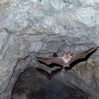 Bats fly out of a gray rock cave entrance. The bat in the foreground is highlighted, with its wings spread and prominent, long ears sticking up