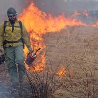 A bearded firefighter uses a red drip torch to light yellow, dead grass on fire.