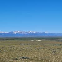 sage brush with antelope and snow capped mountains