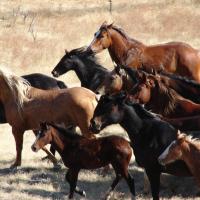 Photo of wild horses on the BLM’s Sands Basin Herd Management Area in Owyhee County, Idaho.