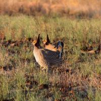 A lesser prairie chicken in New Mexico.
