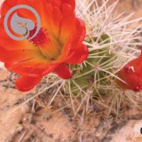 Senior Pass with desert flowers.