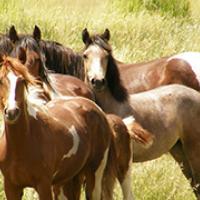 A group of wild horses.