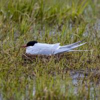 Arctic Tern sitting on nest