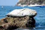 Harbor Seal