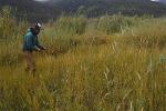 Worker gathering seed pods in a field.