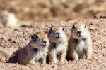 Black-Tailed Prairie Dogs