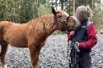 Girl kissing her horse.