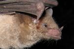 Close-up profile of a bat.