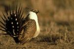 Greater sage-grouse in Idaho. BLM Idaho photo.