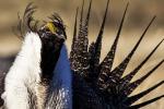 Close up of greater sage grouse. Photo by Bob Wick, BLM.