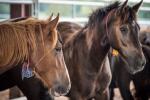 Wild Horses in Ewing Off-Range Corral