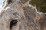 A burro's wise eye
