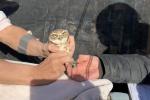 two people hold a burrowing owl